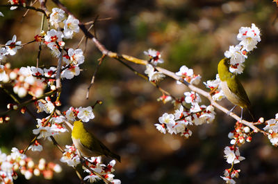 Close-up of apple blossoms in spring