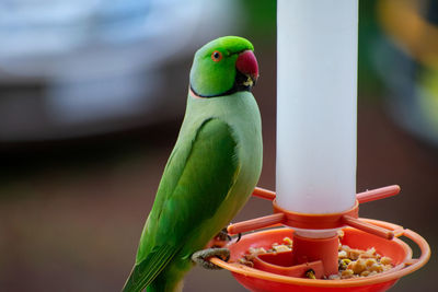 Close-up of parrot perching