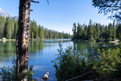 Scenic view of lake in forest against clear sky