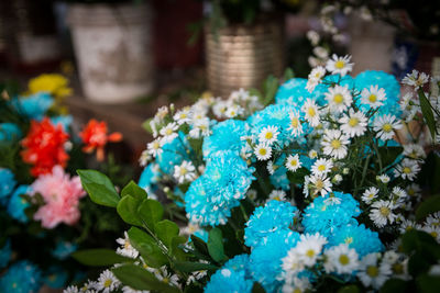 Close-up of flowers in pot for sale