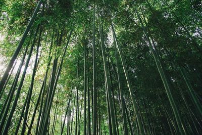 Low angle view of bamboo trees