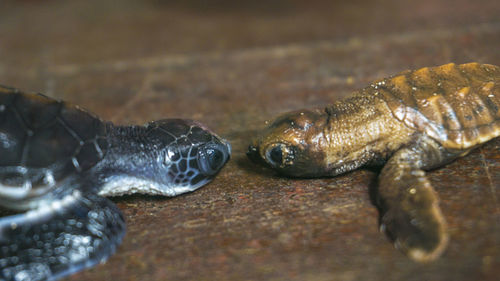 Close-up view of turtle