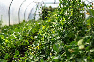 Close-up of plants growing in field