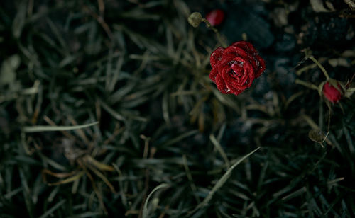 Close-up of red rose blooming outdoors