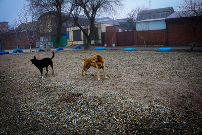 Dogs in a field