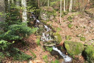 Stream flowing through forest