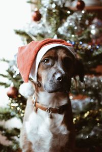 Christmas dog with santa claus hat 