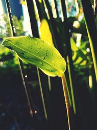 Close-up of raindrops on leaves