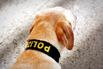 Close-up of police labrador retriever