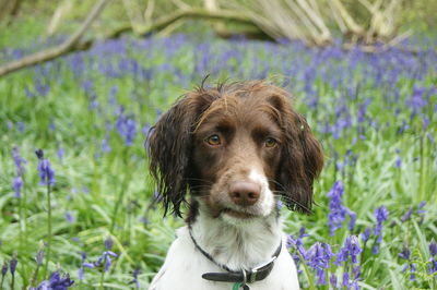 Close-up of dog standing on grassy field