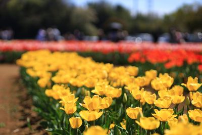 Close-up of yellow flowers on field