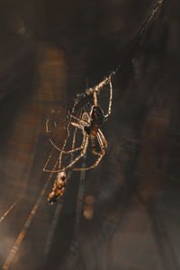 Close-up of spider on web