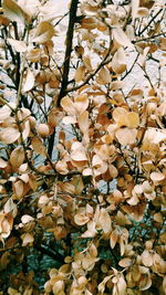 Close-up of flowers growing on tree