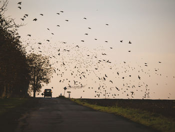 Silhouette birds flying against clear sky