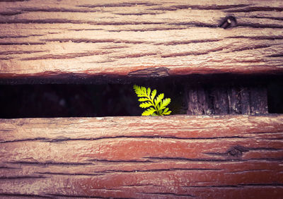 Close-up of wooden plank against wall