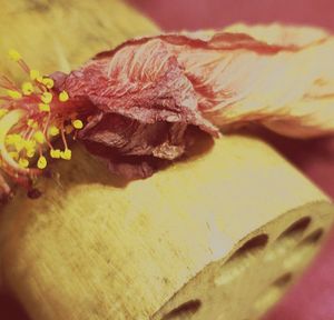 Close-up of yellow rose on table