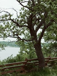 Trees growing in a forest