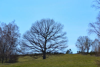 Bare trees on field against clear blue sky