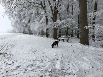 Dog on snow field during winter