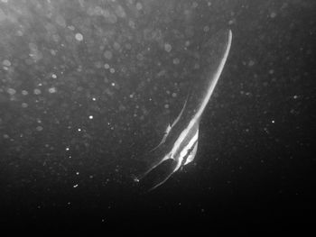 Close-up of jellyfish swimming in water