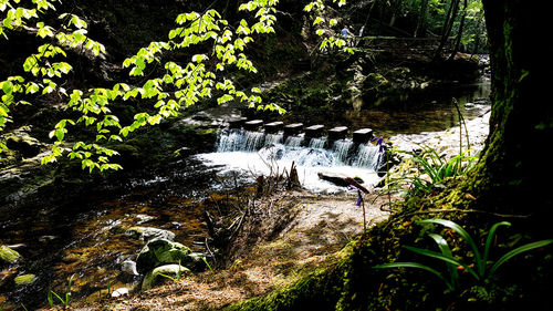 Scenic view of river amidst trees in forest