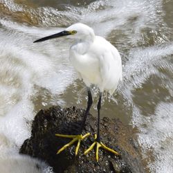 Bird perching on a sea