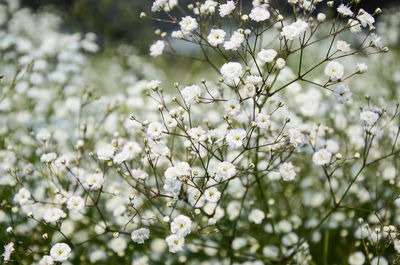 White apple blossoms in spring