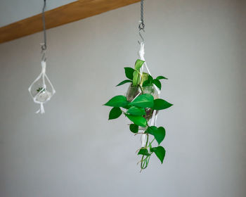 Close-up of plant hanging against wall