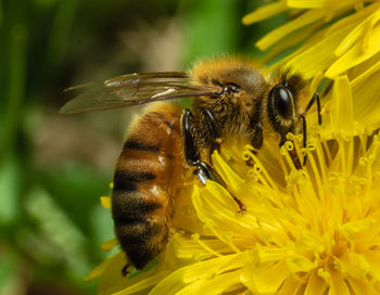 Bee pollinating on flower