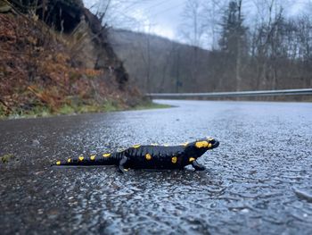 Selective focus of a salamnder on a wet road
