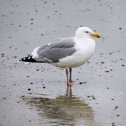 Birds in water