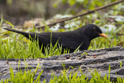 Close-up of bird perching on a land