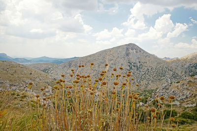 Scenic view of field against sky