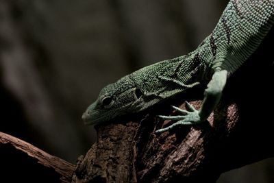 Close-up of lizard