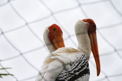 Low angle view of birds seen through fence