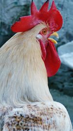 Close-up of rooster 