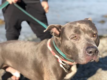 Dog and man with dogs outdoors