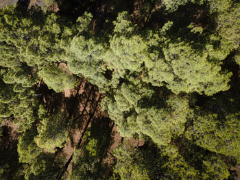 Full frame shot of tree trunk