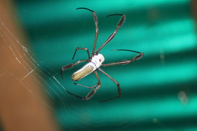 High angle view of spider on web