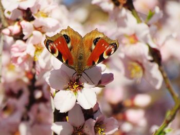 Close-up of insect on flower