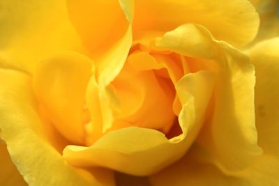 Macro shot of yellow rose