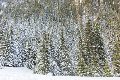 Aerial view of pine trees during winter