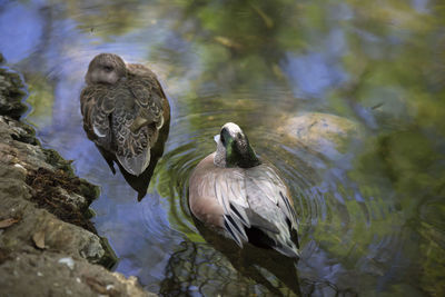 American wigeon hen and drake swimming in a small pond