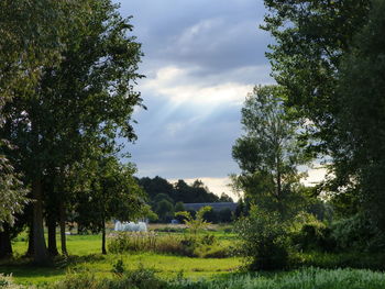 Trees on field against sky