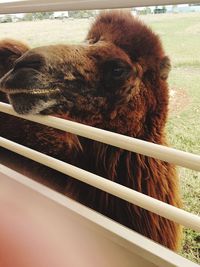 Close-up of bactrian camel by fence on field