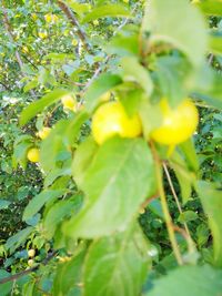 Close-up of yellow fruit growing on plant