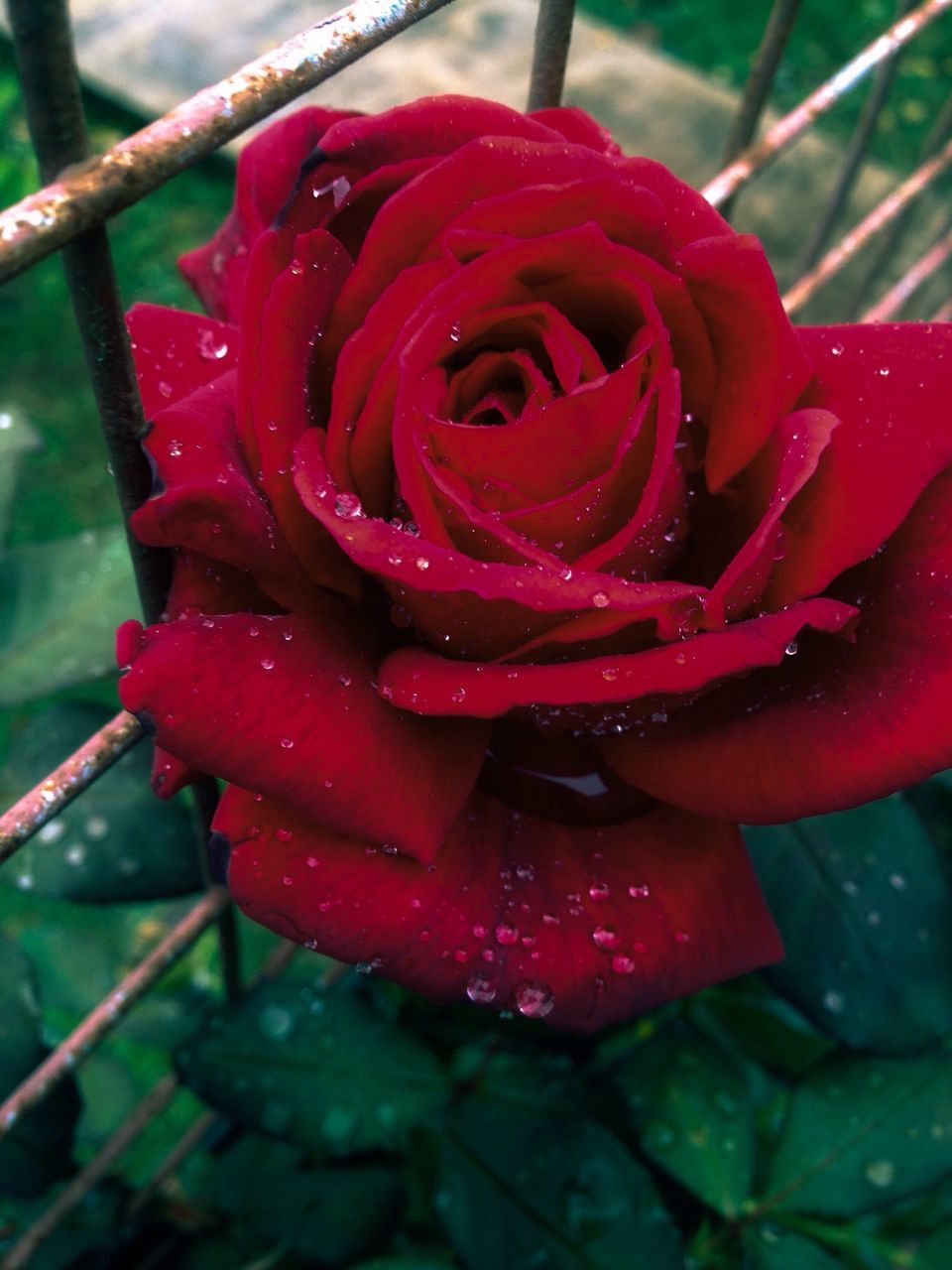 flower, freshness, drop, petal, fragility, water, close-up, flower head, wet, growth, red, focus on foreground, beauty in nature, plant, blooming, dew, nature, single flower, rose - flower, in bloom