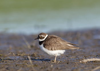 Close-up of a bird looking away