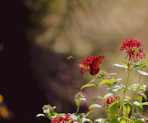Close-up of butterfly pollinating on red flower