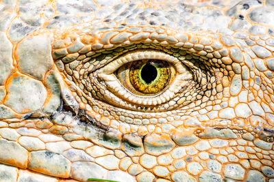 Macro shot of lizard